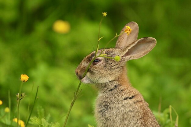 Foto close-up van een wild konijn dat een plant kauwt