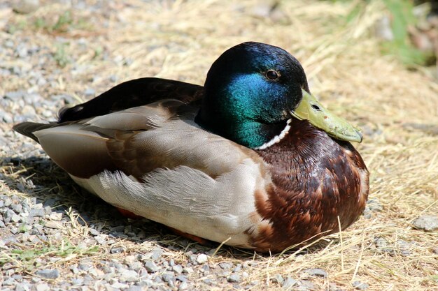 Close-up van een wilde eend op het veld