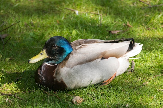 Close-up van een wilde eend op het veld