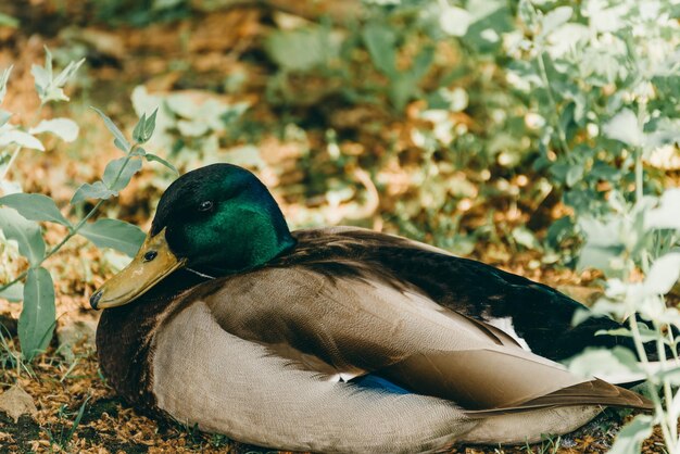 Foto close-up van een wilde eend