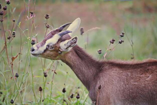 Close-up van een wilde geit