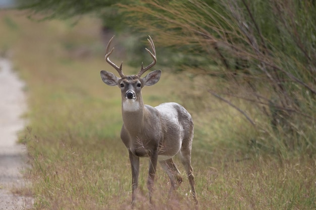 Close-up van een witstaarthertbok