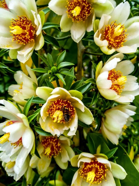 Foto close-up van een witte bloeiende ora pro nobis-plant