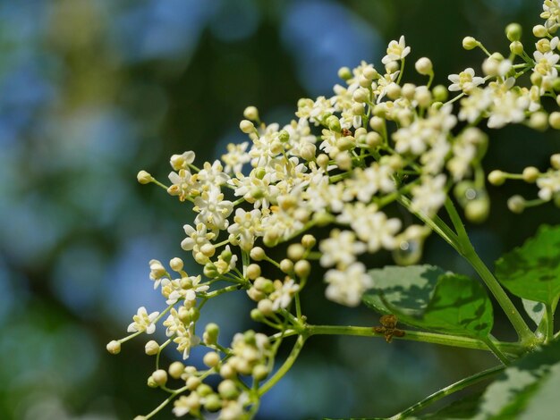 Foto close-up van een witte bloeiende plant in bloei