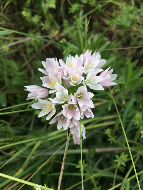 Foto close-up van een witte bloeiende plant in het veld