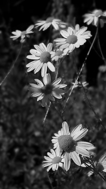 Foto close-up van een witte bloeiende plant in het veld