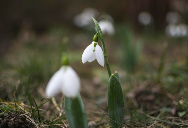 Close-up van een witte bloeiende plant op het veld