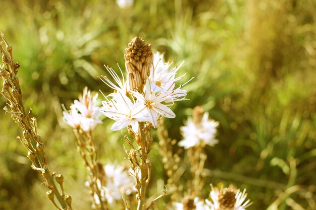 Close-up van een witte bloeiende plant op het veld