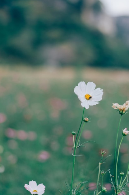 Close-up van een witte bloeiende plant op het veld