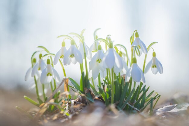 Close-up van een witte bloeiende plant op het veld