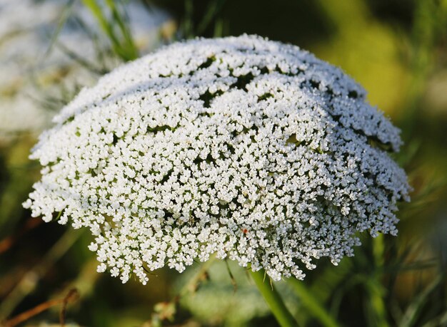 Foto close-up van een witte bloeiende plant op het veld