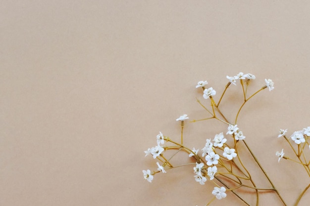 Close-up van een witte bloeiende plant tegen de muur