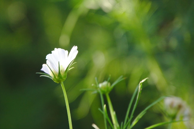Close-up van een witte bloeiende plant