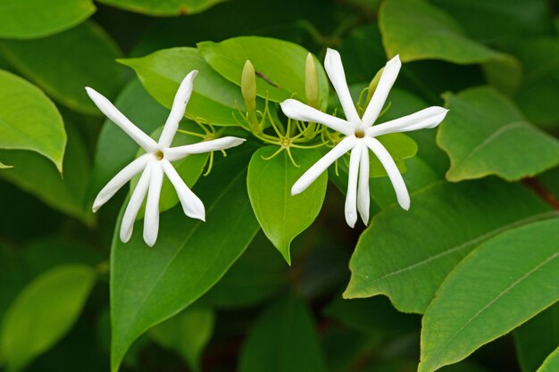 Close-up van een witte bloeiende plant
