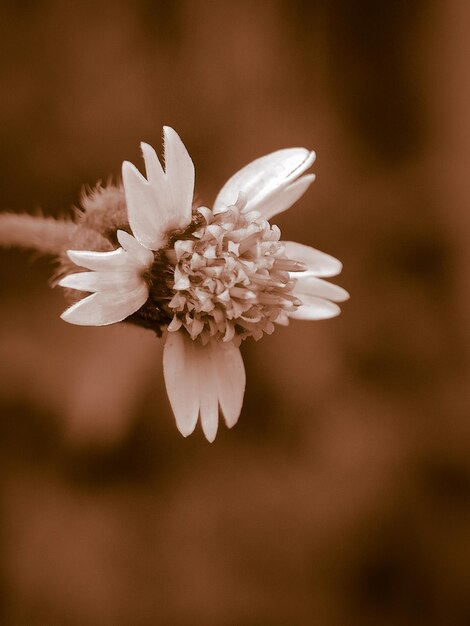 Foto close-up van een witte bloeiende plant