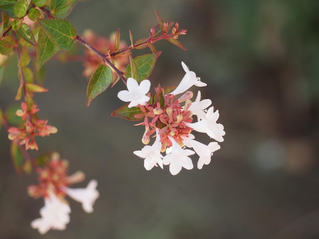 Foto close-up van een witte bloeiende plant