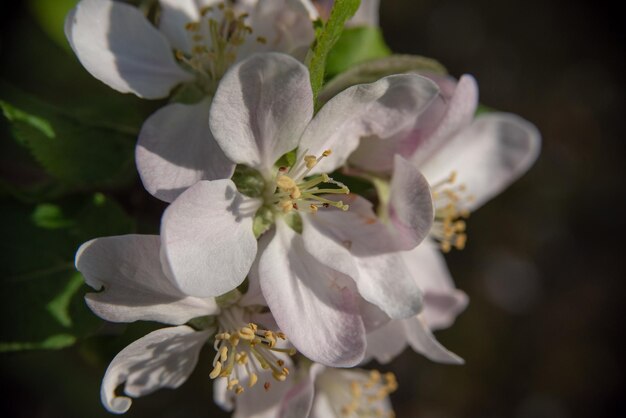 Foto close-up van een witte bloeiende plant