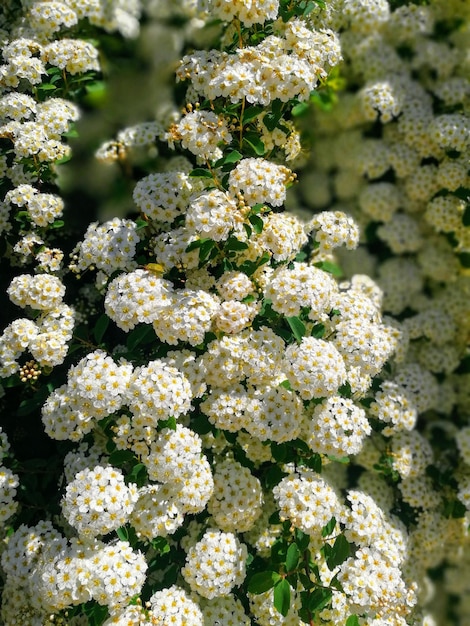 Close-up van een witte bloeiende plant