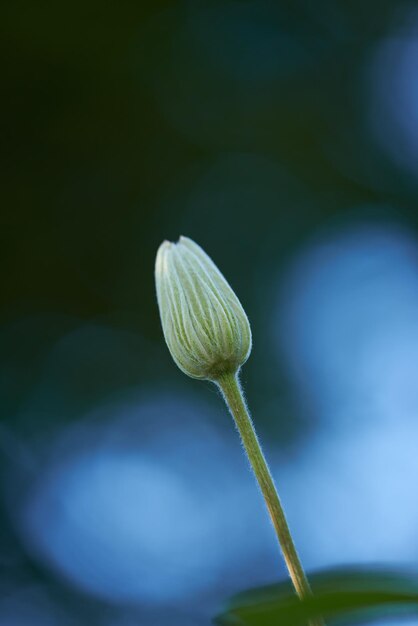 Close-up van een witte bloeiende plant