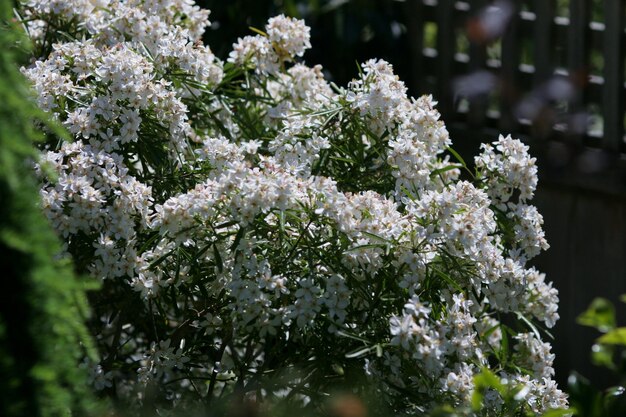 Foto close-up van een witte bloeiende plant