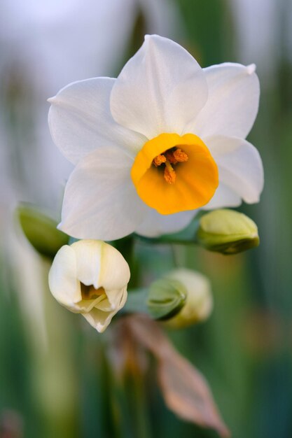 Foto close-up van een witte bloeiende plant