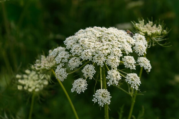 Foto close-up van een witte bloeiende plant