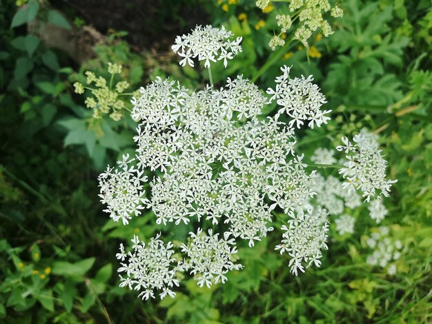 Foto close-up van een witte bloeiende plant