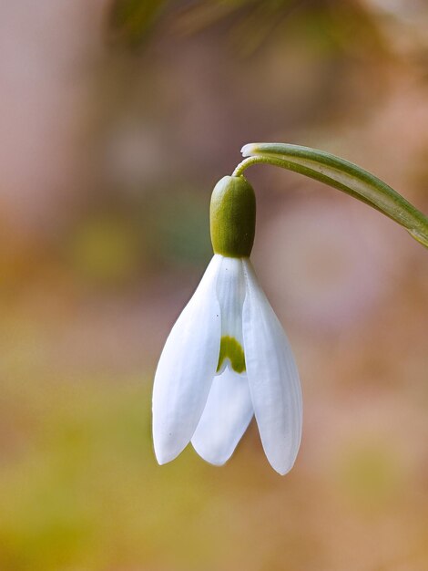 Foto close-up van een witte bloeiende plant