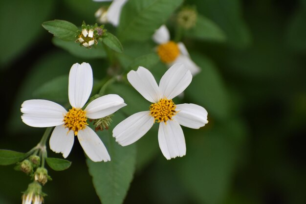 Close-up van een witte bloeiende plant