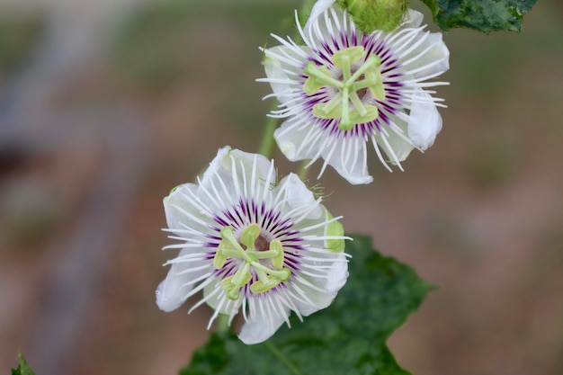 Foto close-up van een witte bloeiende plant