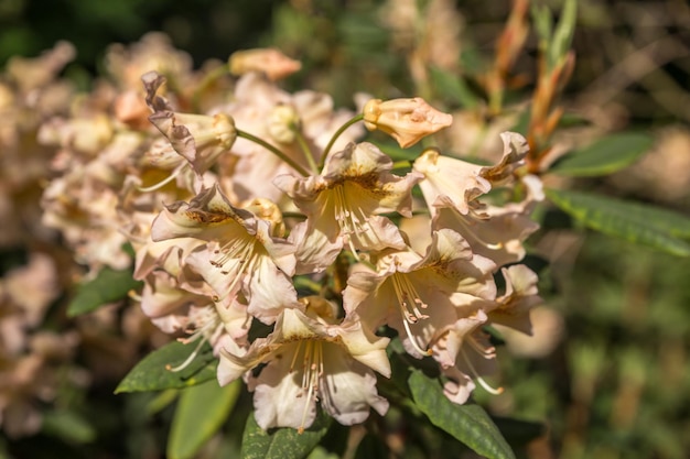 Close-up van een witte bloeiende plant