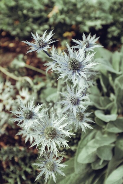 Foto close-up van een witte bloeiende plant