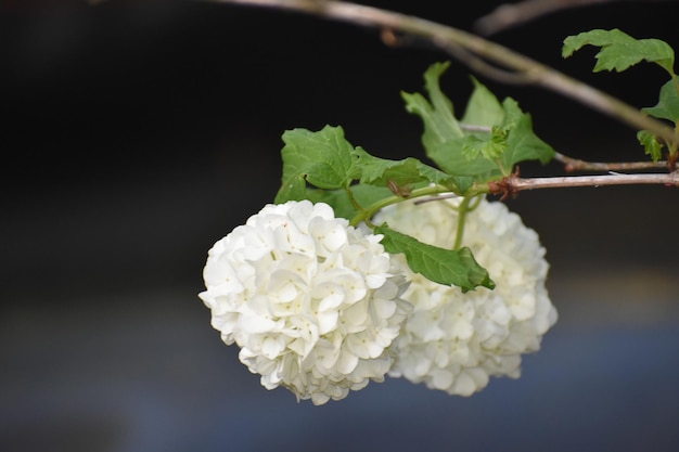 Close-up van een witte bloeiende plant