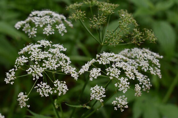 Foto close-up van een witte bloeiende plant