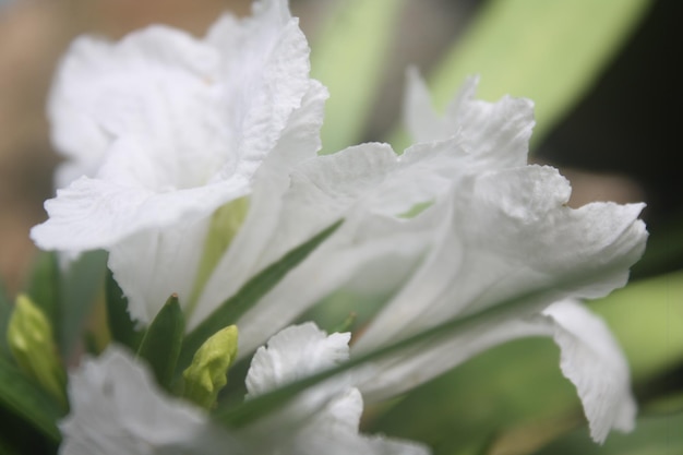 Foto close-up van een witte bloeiende plant