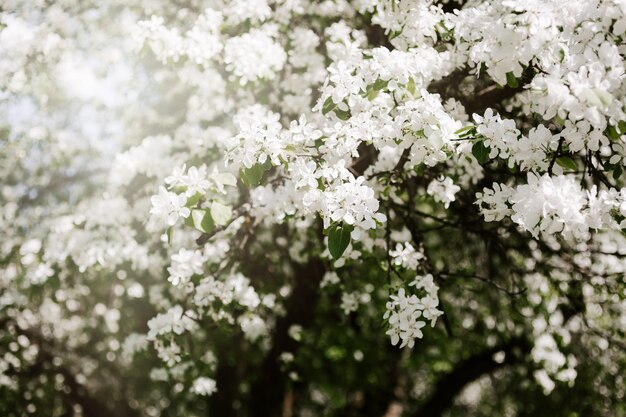 Close-up van een witte bloeiende plant