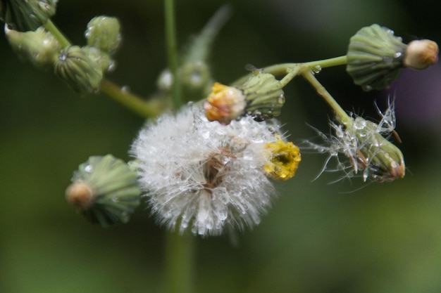 Foto close-up van een witte bloeiende plant