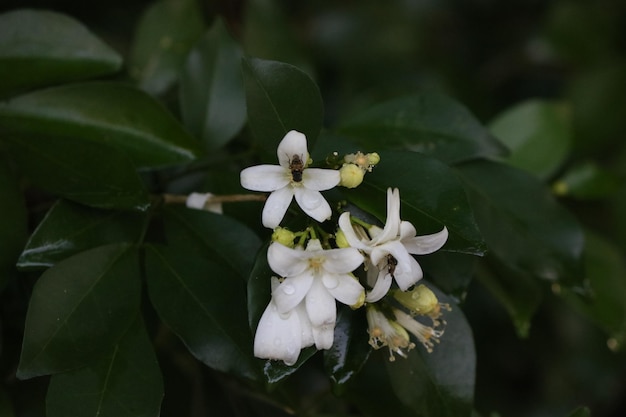 Close-up van een witte bloeiende plant