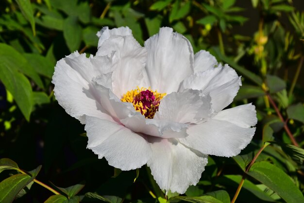 Foto close-up van een witte bloeiende plant