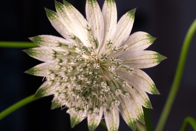 Foto close-up van een witte bloeiende plant