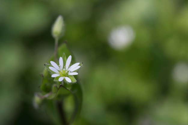 Close-up van een witte bloeiende plant