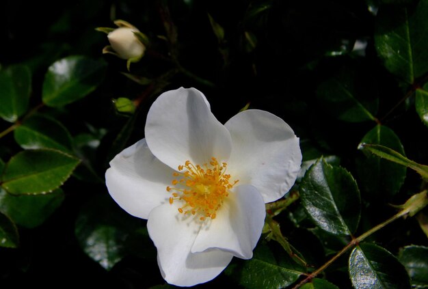 Foto close-up van een witte bloeiende plant