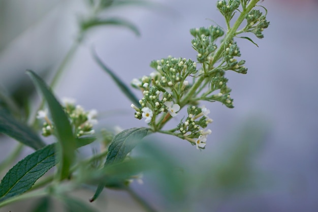 Foto close-up van een witte bloeiende plant