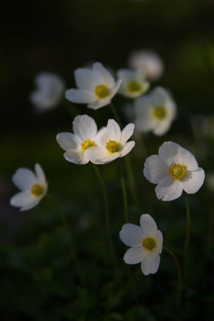 Foto close-up van een witte bloeiende plant