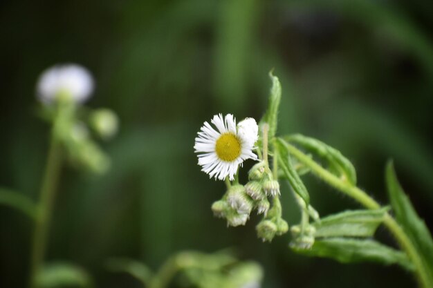 Foto close-up van een witte bloeiende plant