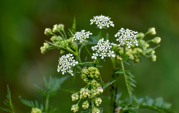 Foto close-up van een witte bloeiende plant