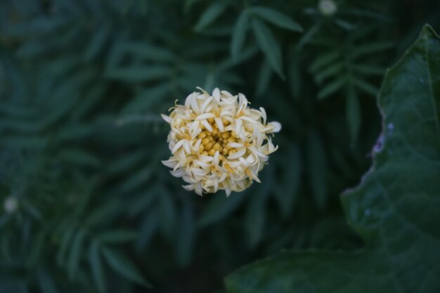 Foto close-up van een witte bloeiende plant