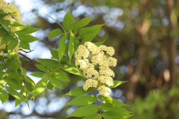 Foto close-up van een witte bloeiende plant