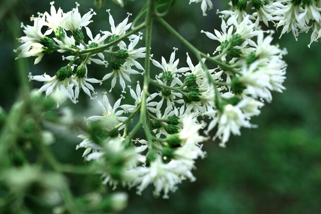 Foto close-up van een witte bloeiende plant