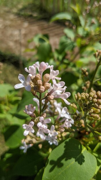 Close-up van een witte bloeiende plant